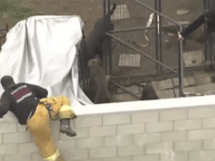 LA breeder, 35, mauled to death by 13 pit bulls